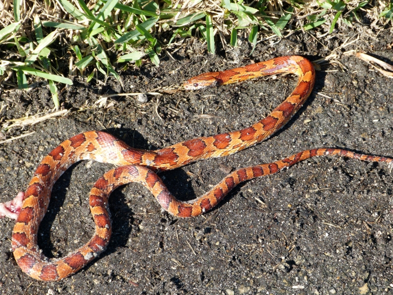 Deceased Corn Snake